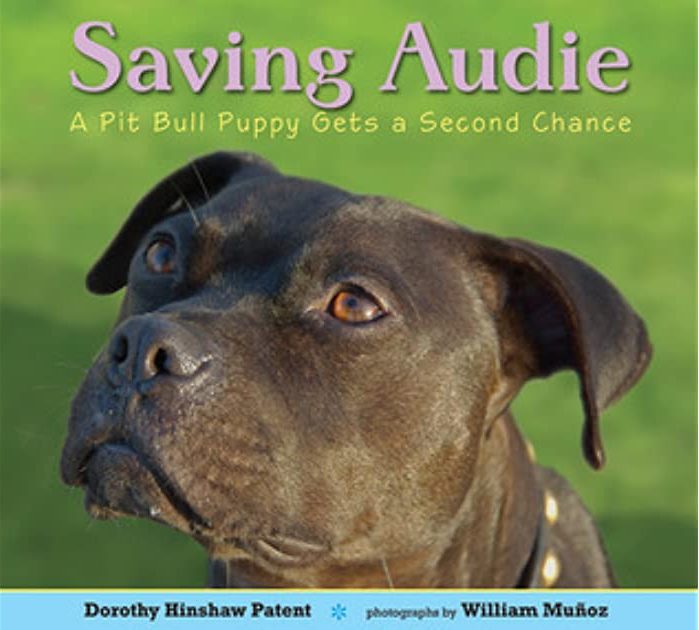 A second chance - Twelve years ago, 47 dogs were rescued from Michael Vick's  dogfighting operation and allowed to live.