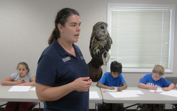 Project Tween Sketch a Bird of Prey July 2015